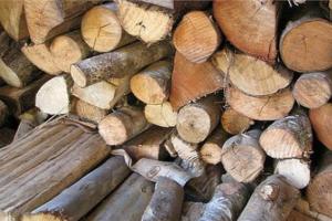 काशीपुर: लाखों की खैर की लकड़ी पकड़ी, तस्कर फरार