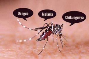 हल्द्वानी: मानसून आने से पहले ही डेंगू, चिकनगुनिया से निपटने की तैयारी