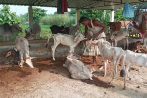  सीतापुर: रासायनिक खादों और कीटनाशक दवाओं के प्रयोग से बंजर हो रही भूमि, किसान गोष्ठी में बोले डा. रामकुशल सिंह