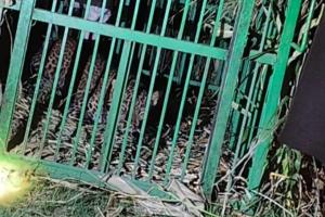 बहराइच: पिंजड़े में कैद हुई हमलावर मादा तेंदुआ, एक सप्ताह में कई लोगों पर किया हमला, बालिका को बनाया निवाला