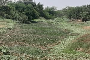 गोंडा : सुखमनी नदी के अस्तित्व पर मंडरा रहा खतरा, सूखे भू-भाग पर दबंगों का कब्जा 