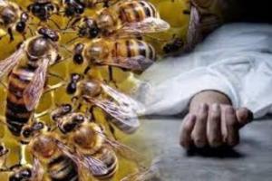 काशीपुर: बाइक सवार युवक को मधुमक्खियों के झुंड ने बनाया शिकार, युवक की मौत