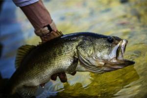 नैनीताल: नैनीझील के लिए खतरनाक कॉमन कॉर्प और बिग हेड मछलियों को बाहर निकाला 