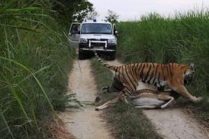 लखीमपुर-खीरी: हिरण का शिकार करते बाघ का फोटो वायरल, पेट्रोलिंग के दौरान वन कर्मियों के वाहन के आगे से शिकार ले जाने का दावा 