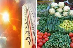 Kanpur: अप्रैल के न्यूनतम तापमान ने तोड़ा 123 साल का रिकॉर्ड; सब्जियों पर दिख रहा भीषण गर्मी का असर 