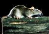 बदायूं: चूहा कैसे मरा था? फोरेंसिक जांच में सामने आ गया मौत का कारण