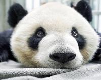चीन की तरफ से ताइवान को दिए गए पांडा की मौत, बेहतर संबंधों के रहे प्रतीक 